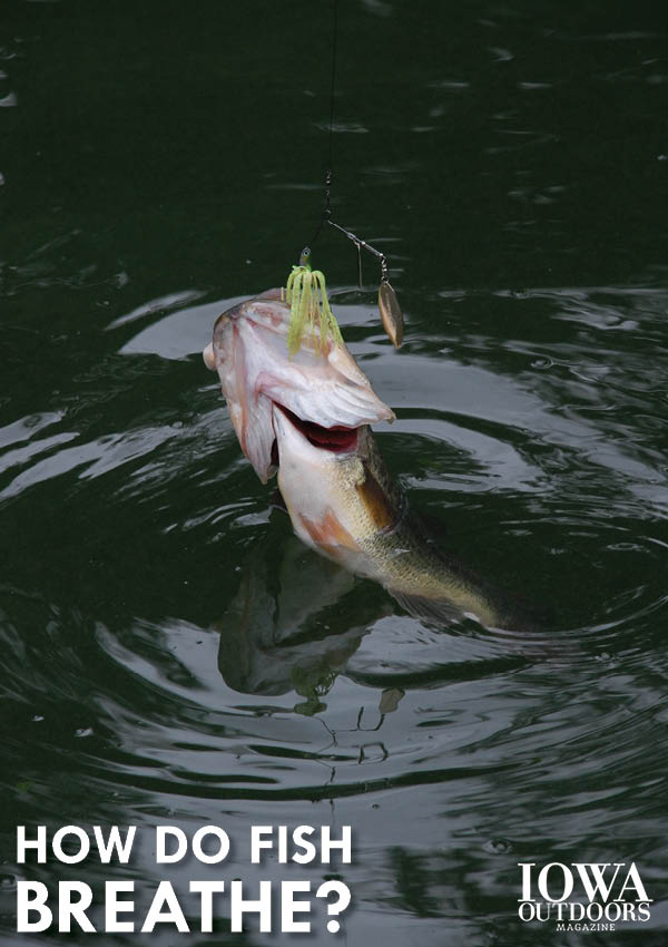 Learn how fish breathe from Iowa Outdoors magazine
